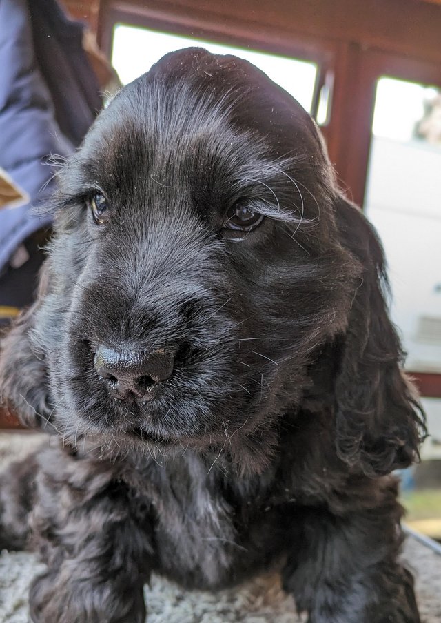 Preview of the first image of Unusual Solid Black KC Reg Show Pups Available!.