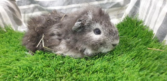 Image 9 of Lovely Bonded Male Guinea Pigs Various Breeds
