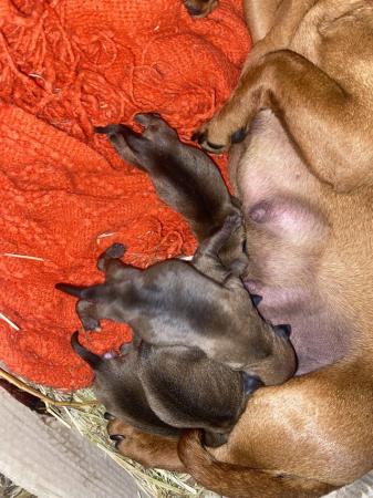 Image 7 of Patterjack puppies for sale