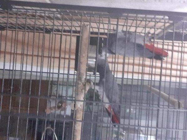 Image 1 of Wanted female African grey coming to a loving home.