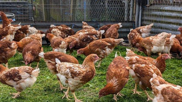 Image 3 of Commercial brown pullets
