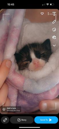 Image 2 of 9 week old kitten de wormed and de flead