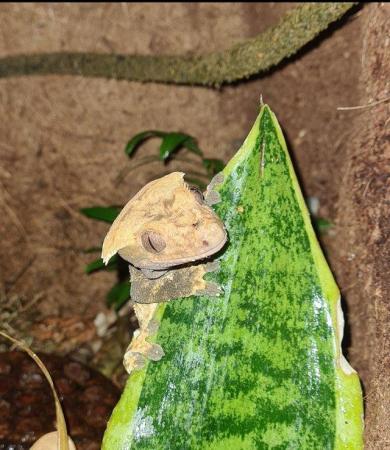 Image 4 of Male Crested Gecko Proven Breeder 5 years old