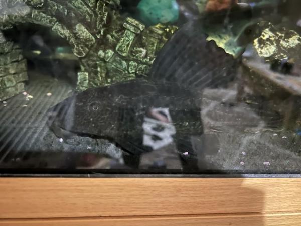 Image 3 of 21 month old pleco, tank and accessories