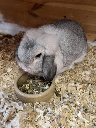 Image 3 of Dwarf Lop Chinchilla Female Adult Rabbit