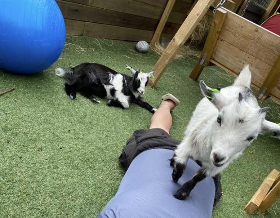 Image 3 of 5 month old Pygmy goat kids (both female)