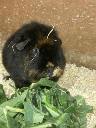 Image 4 of 6 month old male teddy guineapig