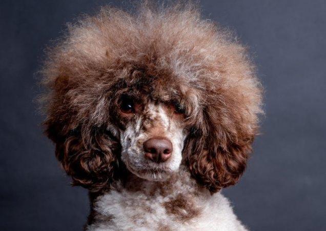 Image 2 of EXTENSIVELY HEALTH TESTED CHOC MERLE POODLE STUD