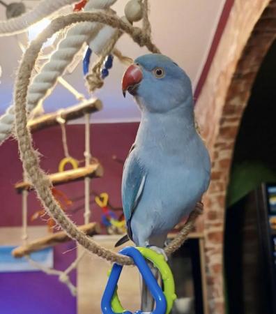 Image 2 of Baby tamed bluering neck talking parrot