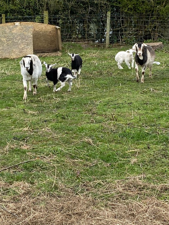 Preview of the first image of 3 nanny goats with twins at foot.