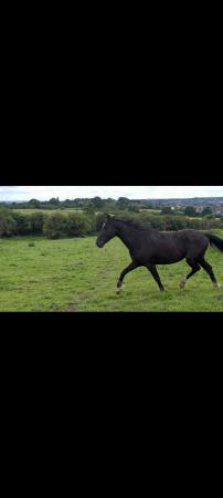 Image 6 of 14.3hh black 4 year old trotter gelding