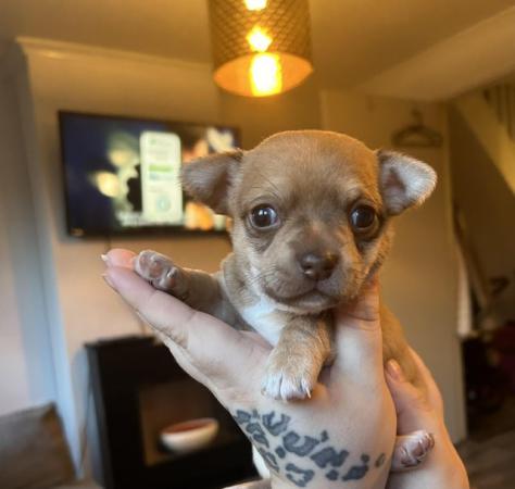 Image 6 of Beautiful Male Chihuahua pup