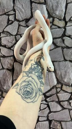 Image 1 of Pair of Leucistic Texas Rat Snakes 100% het Scaleless