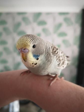 Image 22 of Baby hand tamed budgies for sale