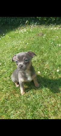 Image 8 of Adorable KC reg female chihuahua puppies.