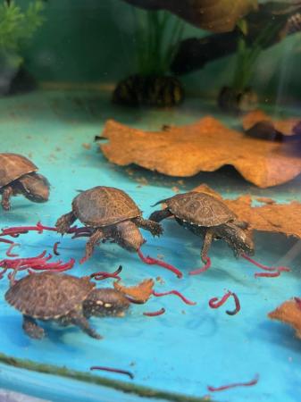Image 6 of Baby European Pond Turtles At Urban Exotics