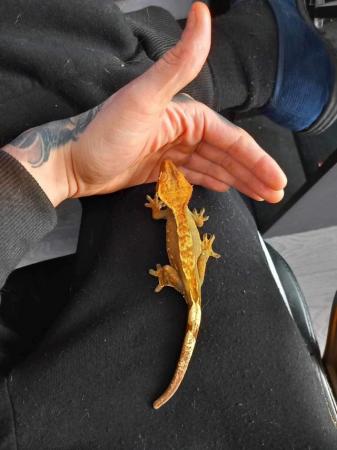 Image 1 of Crested geko with set up