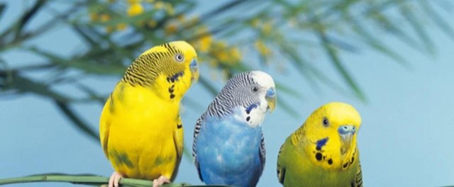Preview of the first image of Budgies of different colours and ages.