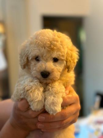 Image 1 of Tiny KC registered Apricot Toy Poodles