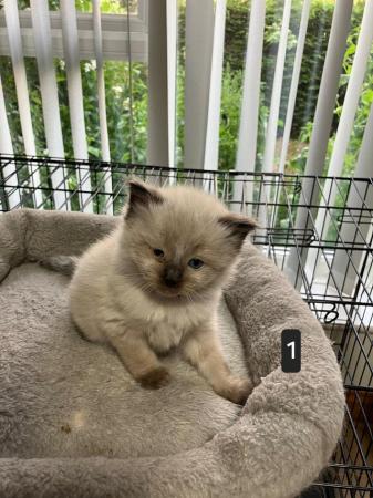 Image 3 of Adorable Ragdoll Kittens Ready in 1 weeks