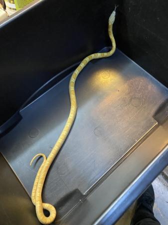 Image 4 of Honey corn snake Male £75