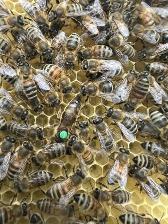 Image 25 of Langstroth Spring Bee Nucs 2024