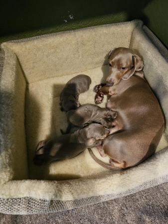 Image 14 of Kc registered pra clear miniature dachshunds