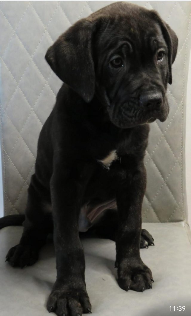Preview of the first image of 1 x Brindle Boy 1x Black Girl Left-Cane Corso Pups.