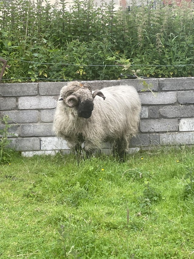 Preview of the first image of Valais black nose ram full mouth.