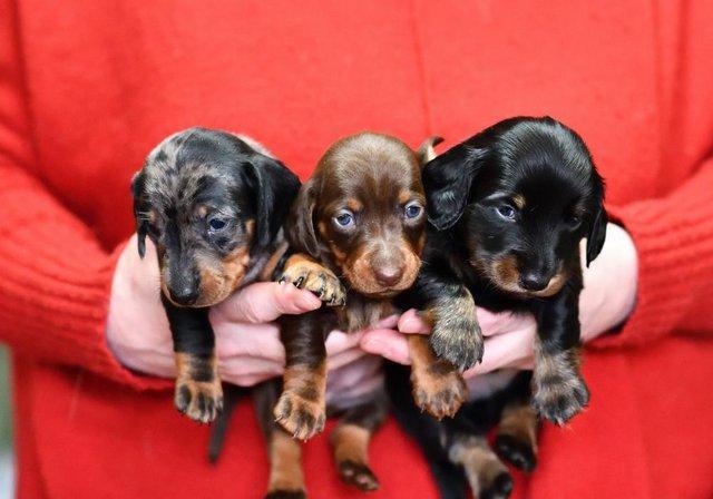 Image 1 of Georgous minature dachshund pups