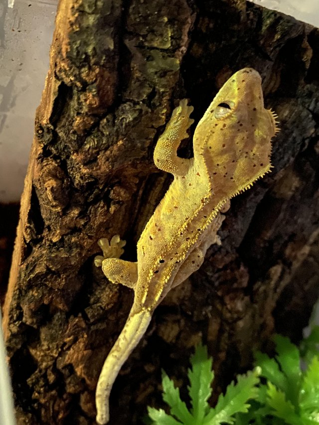 Preview of the first image of Crested gecko for sale dalmation spots.