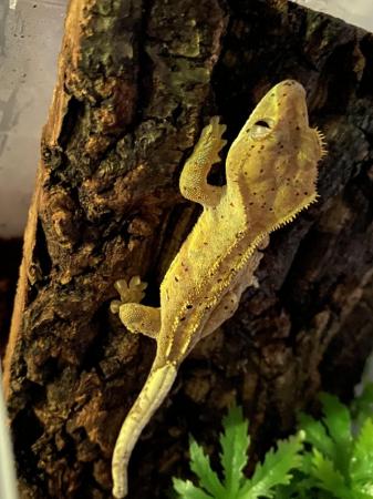 Image 1 of Crested gecko for sale dalmation spots