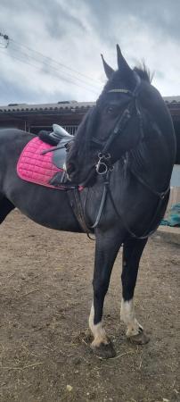 Image 1 of Beautiful Friesian x mare for part loan