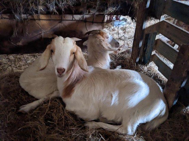Preview of the first image of Three young female goats.