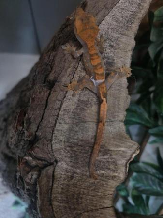 Image 3 of Exquisite Crested Gecko Ready for a Loving Owner