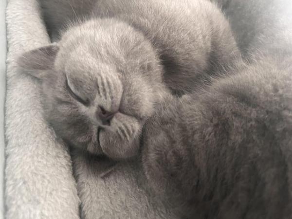 Image 9 of GCCF Pedigree British Blue Shorthair Kittens