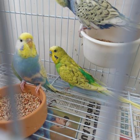 Image 5 of Gorgeous baby budgies for sale