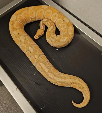 Image 8 of Ball pythons available Adults/ Hatchlings from £35