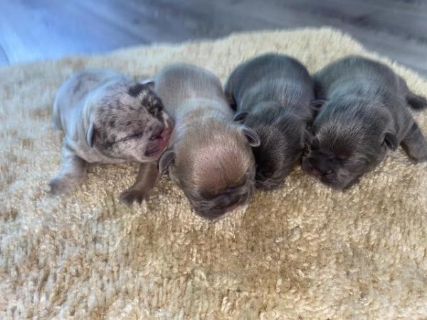 Image 2 of KC registered French Bulldog pups