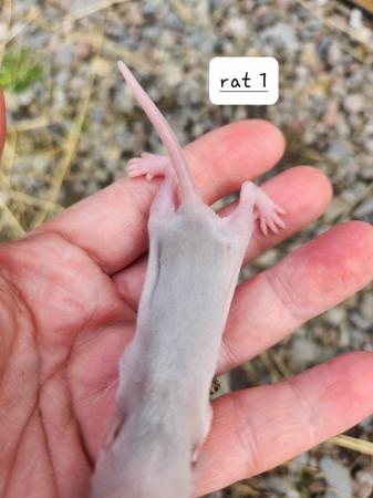 Image 4 of Extremely friendly baby rats ready 17th june