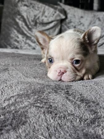 Image 4 of 9 week old beautiful French bulldog puppies 7 available
