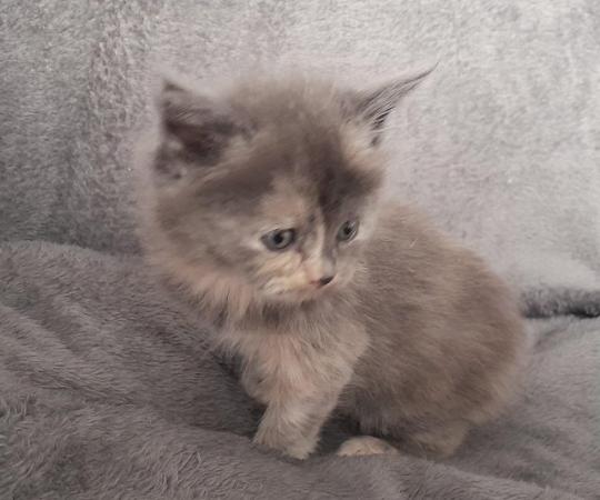 Image 5 of Maine coon x Persian kittens