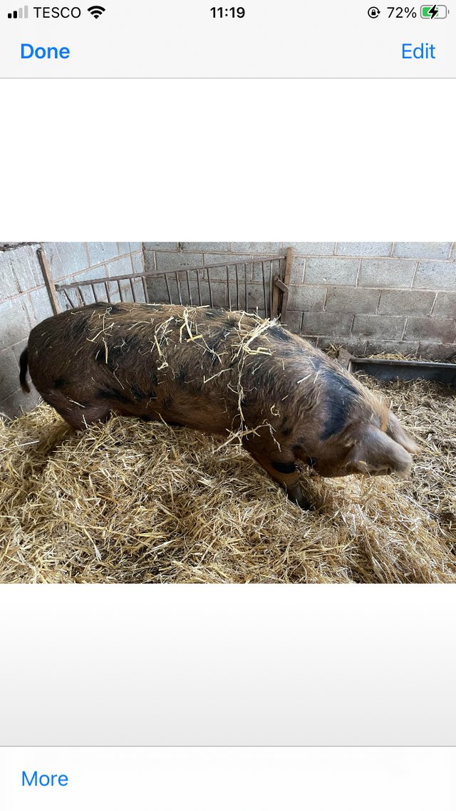 Preview of the first image of Pig for sale Oxford Sandy & Black Sow.