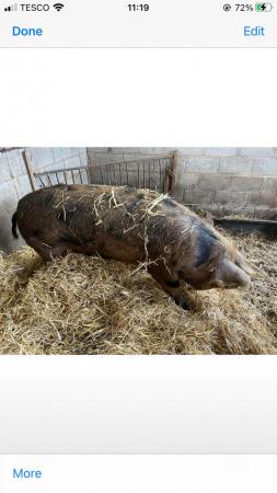 Image 1 of Pig for sale Oxford Sandy & Black Sow