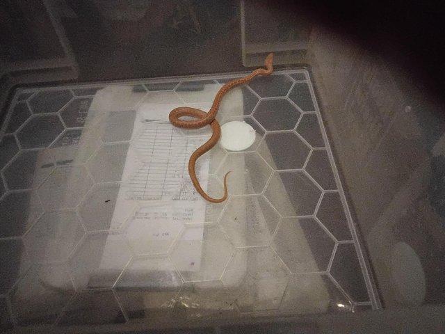 Preview of the first image of Year old babyHouse snakes eatingshedding ok.
