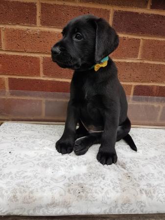 Image 15 of EXCELLENT KC Registered Labrador puppies