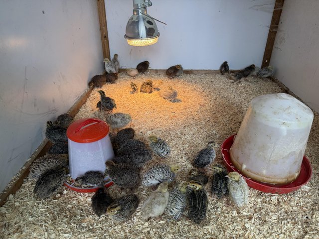 45 Cotournix quail (read description) — Pets & Animals in Rayleigh
