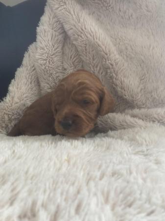 Image 3 of F1 cockapoo puppies looking for forever homes