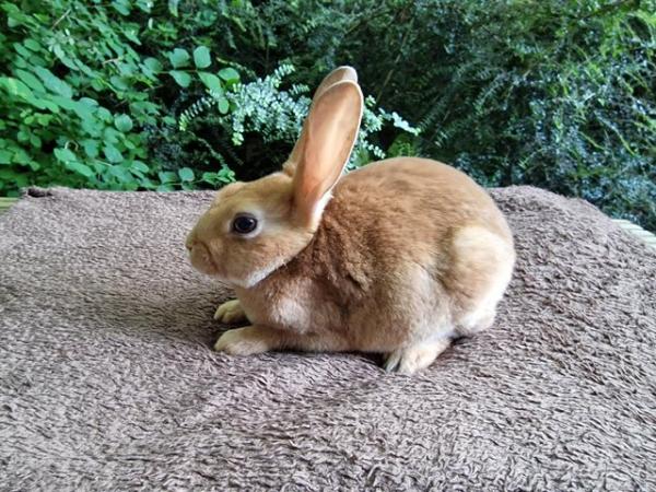 Image 3 of 4 Mini rex rabbits left looking for their forever homes
