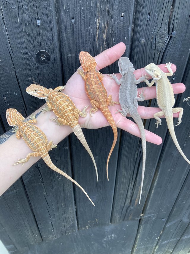Preview of the first image of Various Bearded Dragon morphs available.